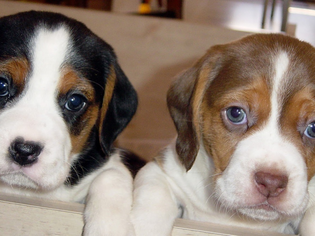 Милые щенки породы бигль смотрят на фотографа