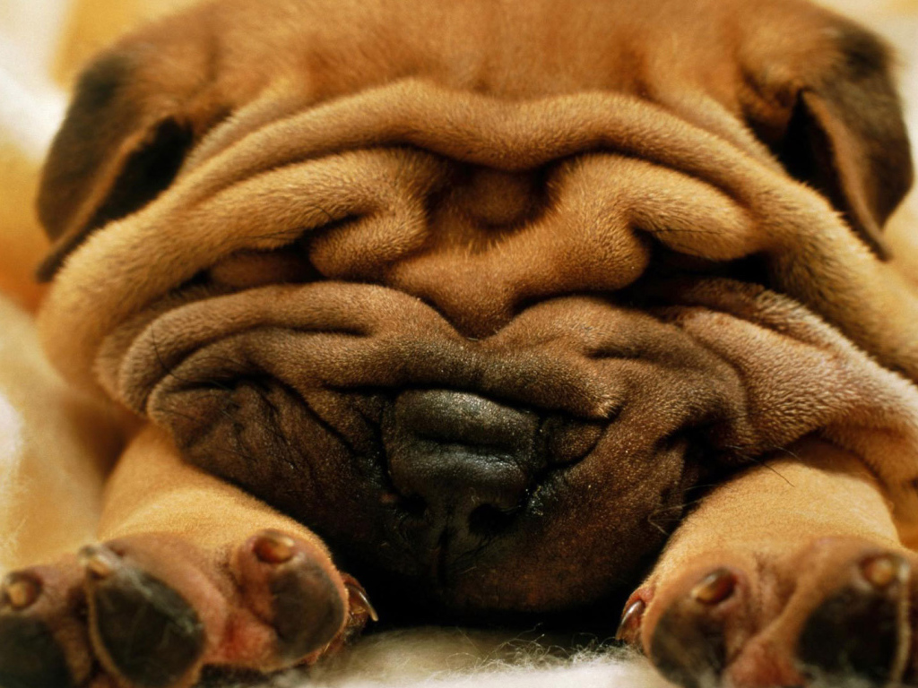 Симпатичный маленький Шарпей