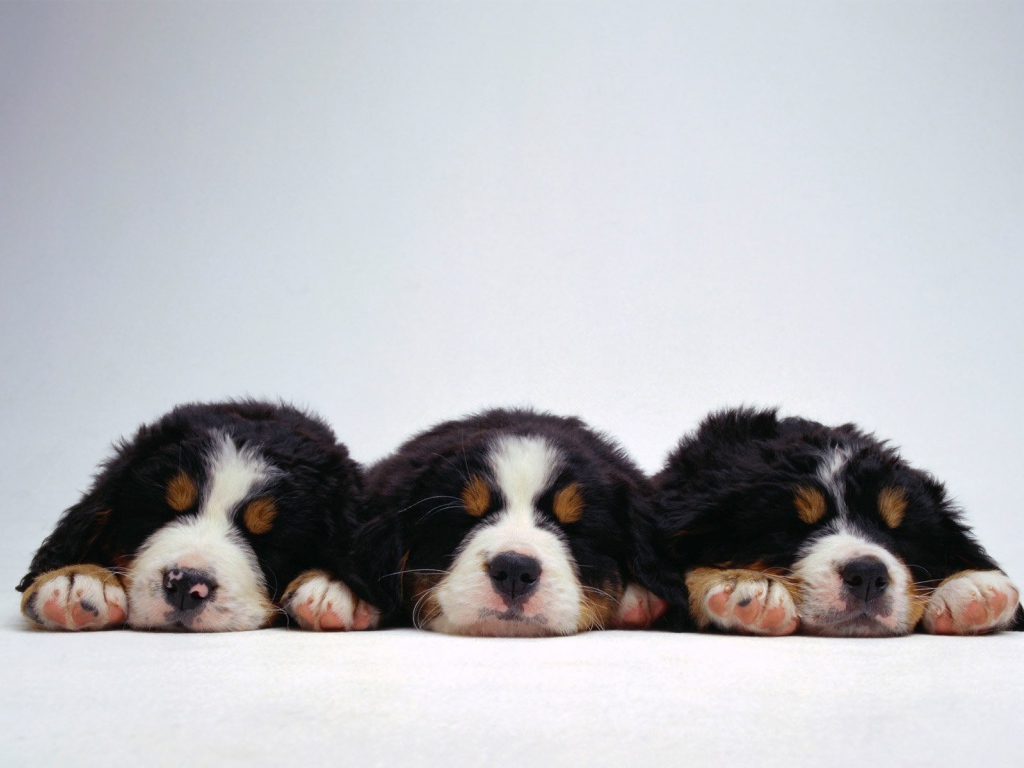 Милые щенки бернской пастушьей собаки на белом фоне