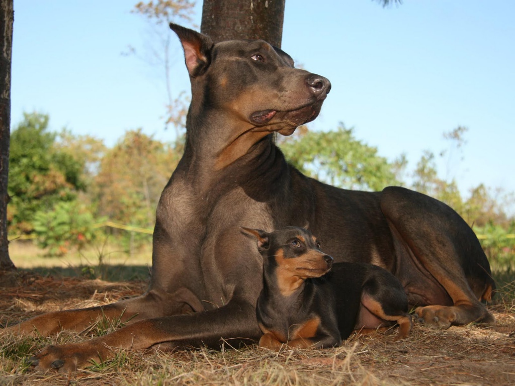 Dobermans lying in the forest