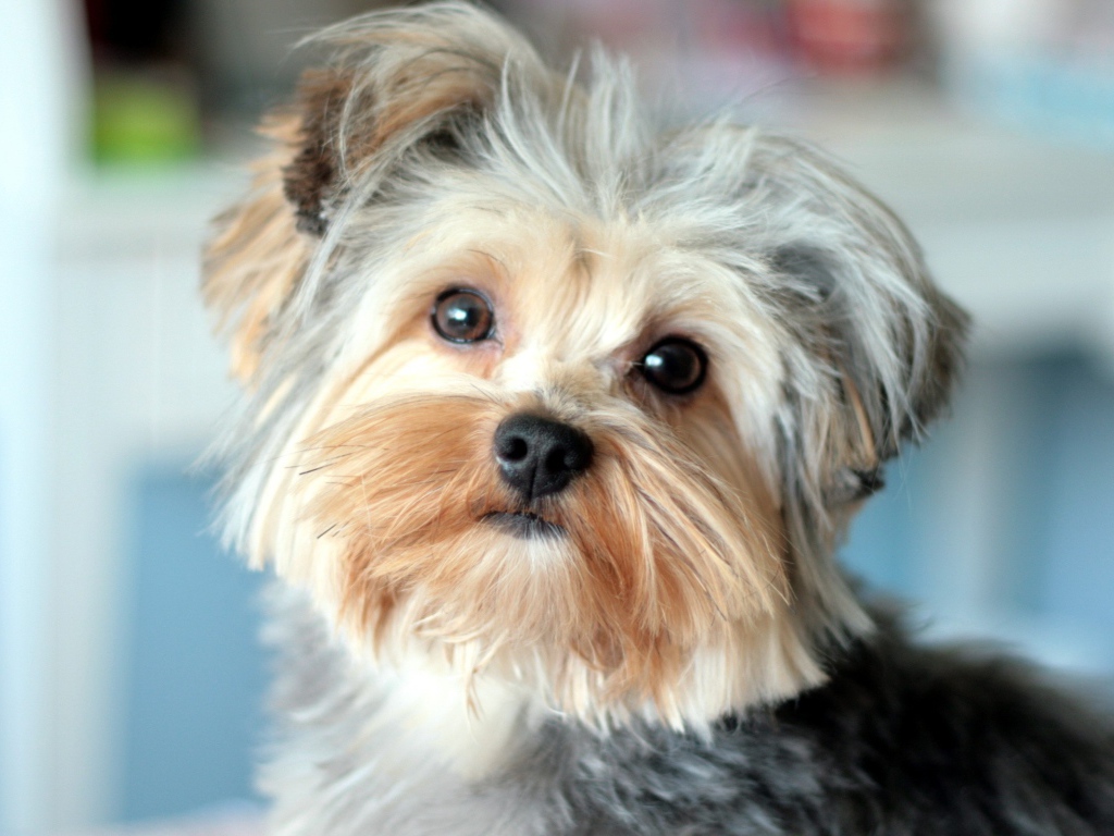 Собака Йоркширский терьер