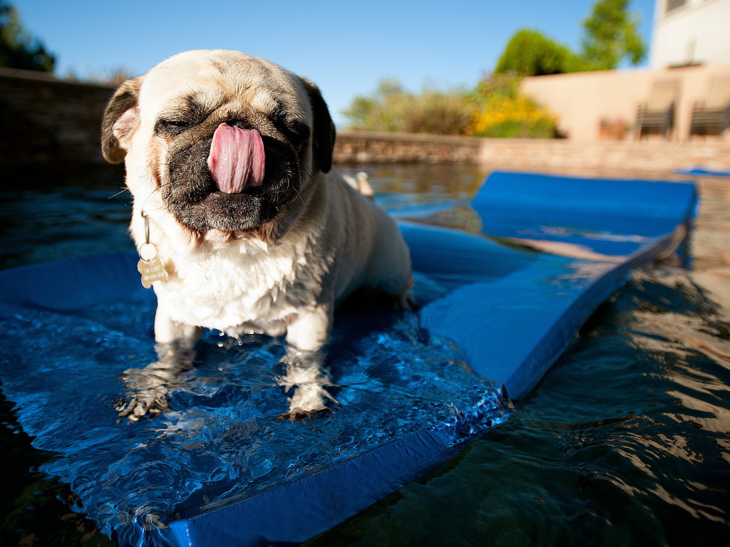 Собака купается