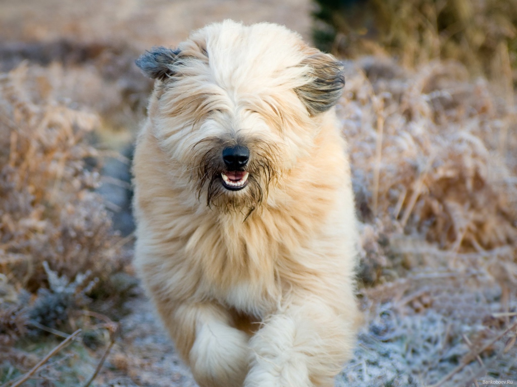 Собака породы бобтейл бежит в поле