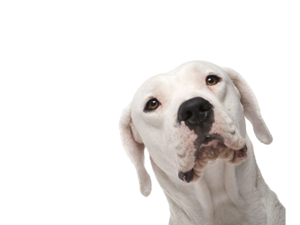 Аргентинский дог на белом фоне