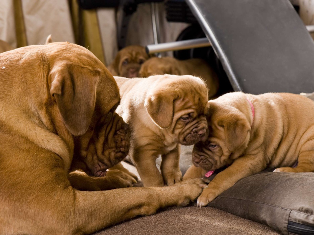 Бордоский дог в постели с щенками