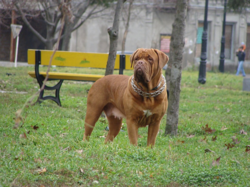 Dogue de Bordeaux in the city park