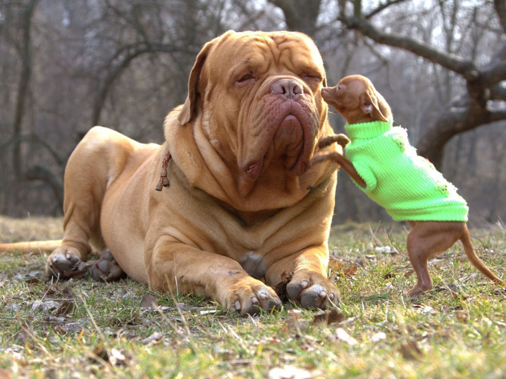 Бордоский дог с маленьким другом