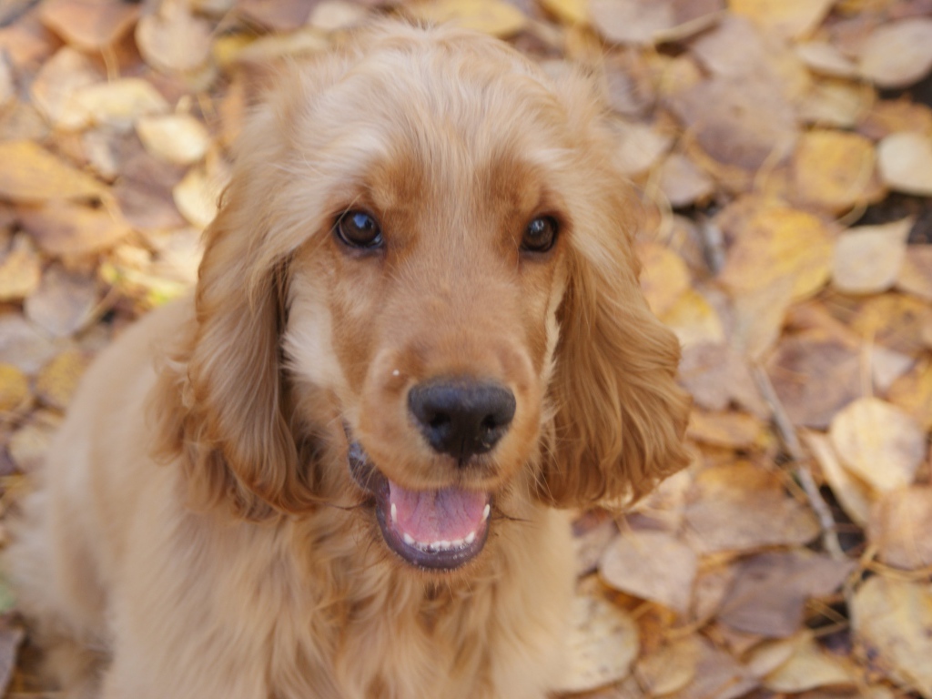 Английский кокер-спаниель на осенних листьях