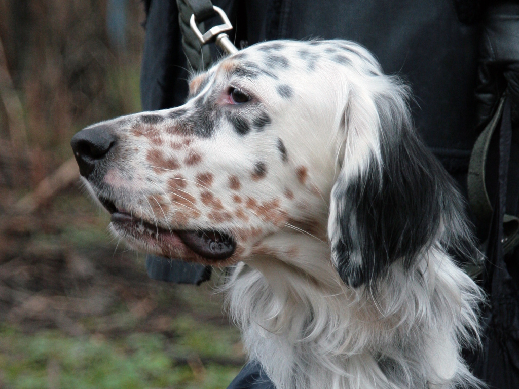 Английский сеттер крупным планом