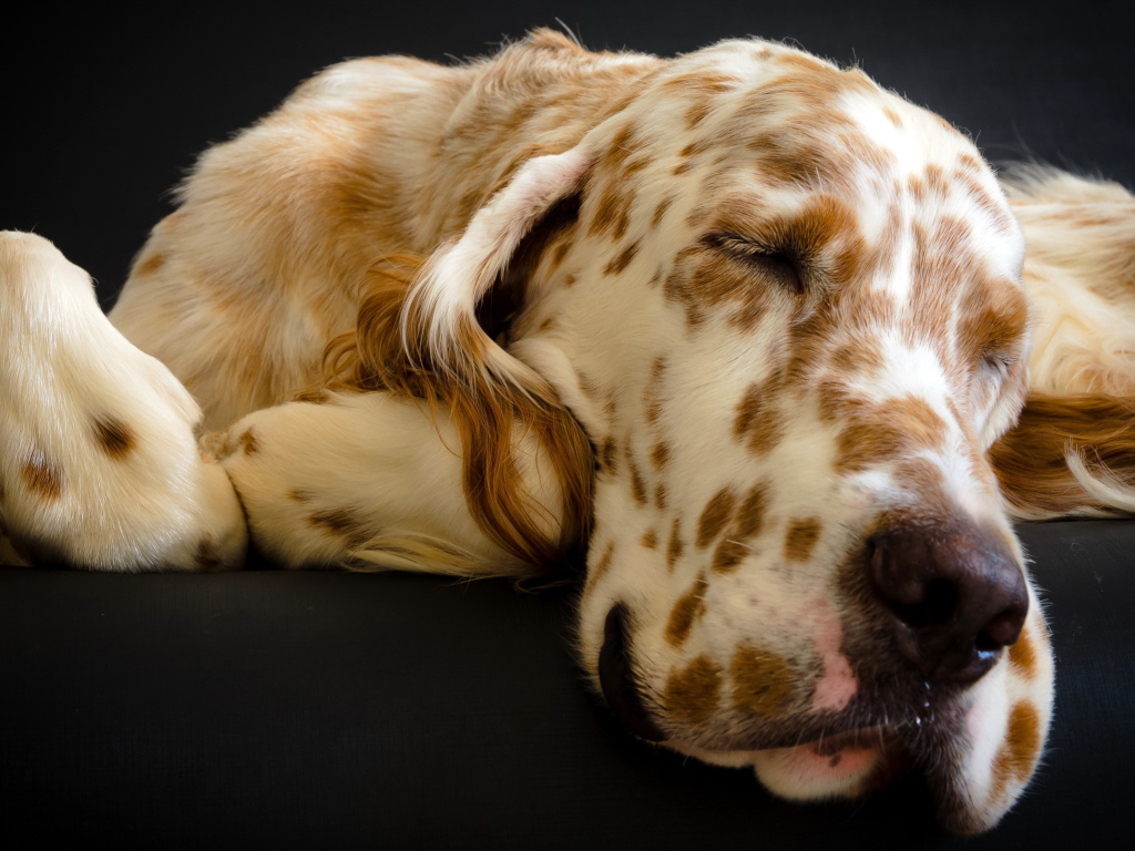 Английский сеттер заснул