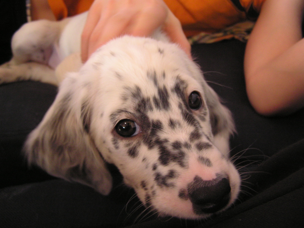 Щенок английского сеттера