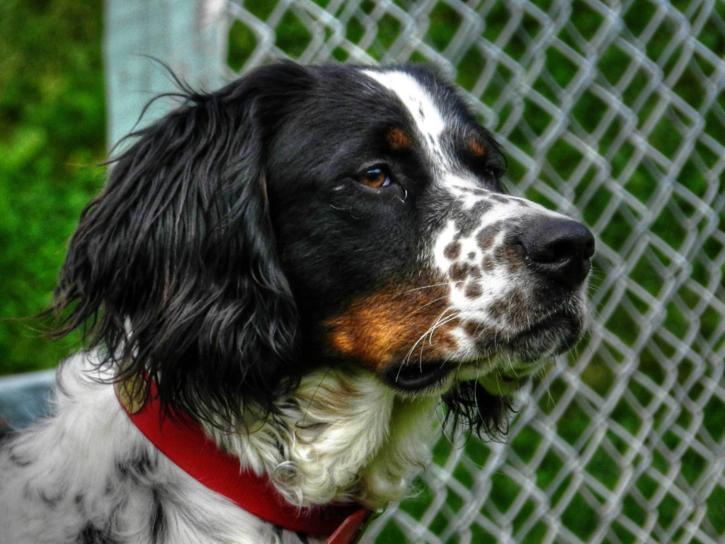 Английский сеттер кого-то увидел