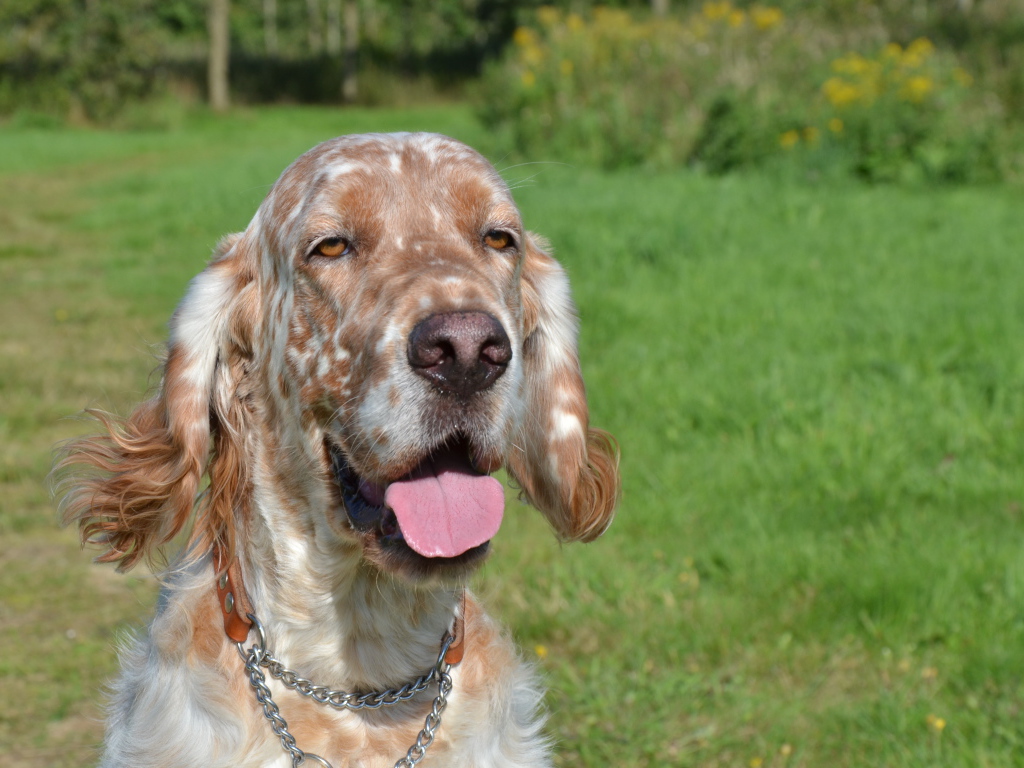 Английский сеттер пригрелся на солнце