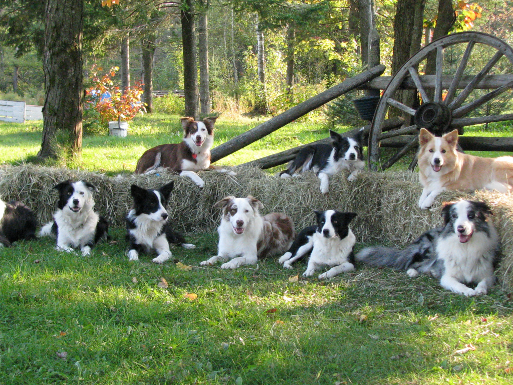 Семья собак бордер-колли
