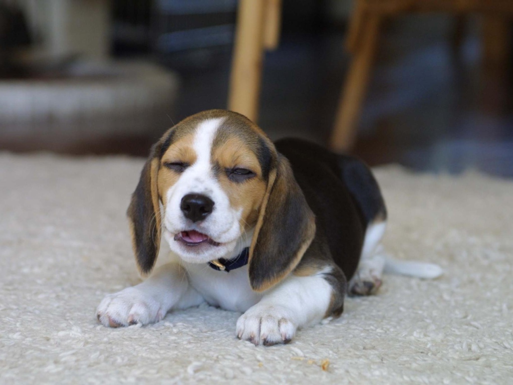 Funny dog ​​beagle on the carpet