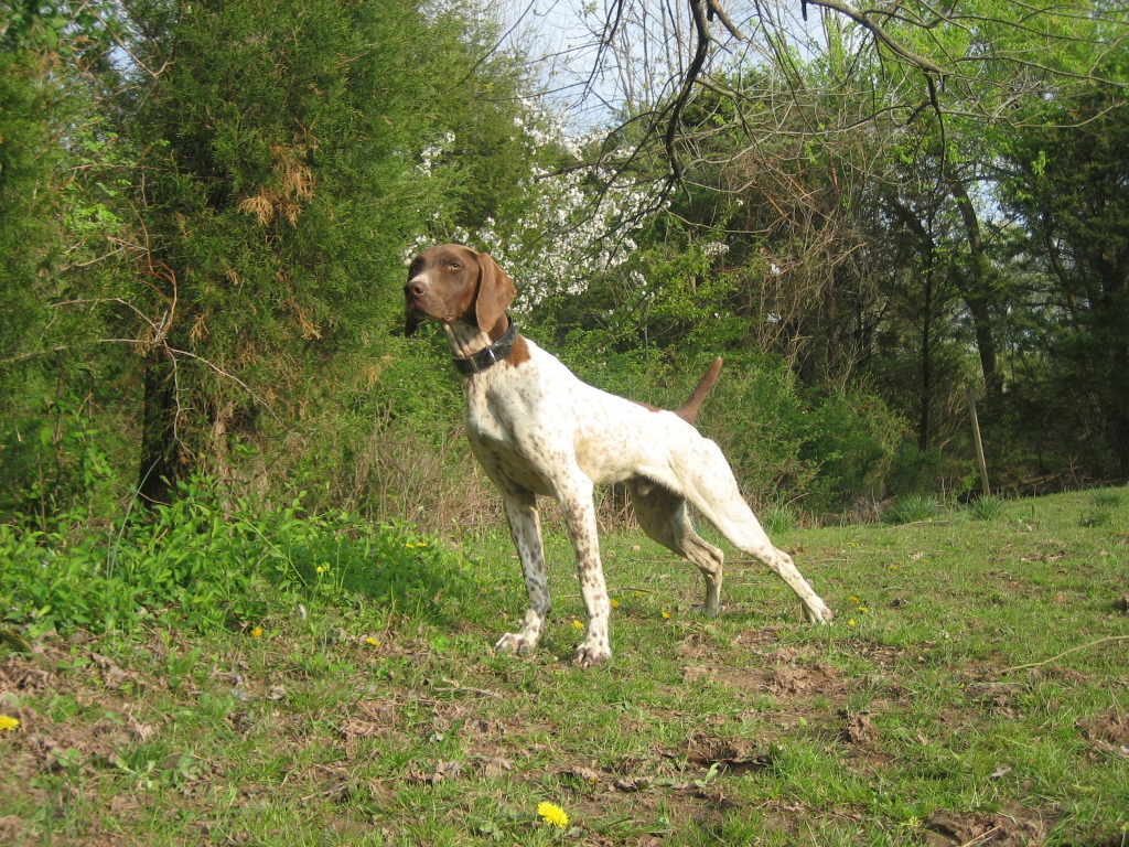 Немецкий Пойнтер в лесу