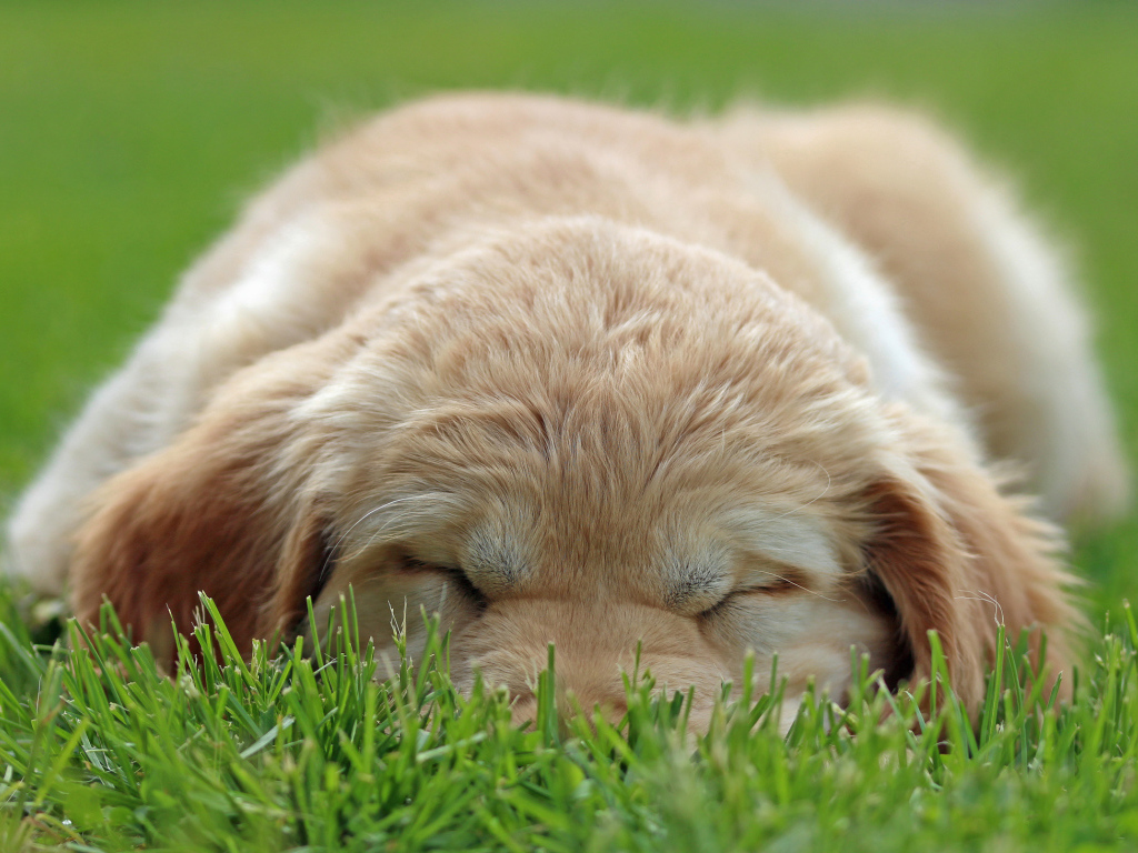 Golden terrier is sleeping on the gras