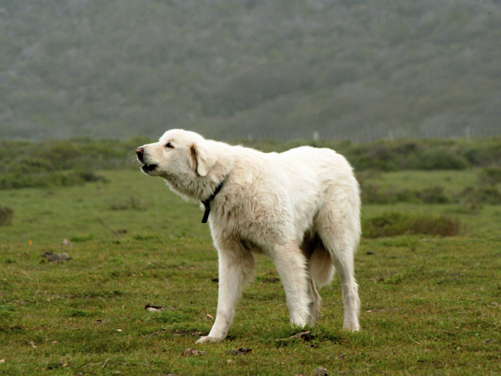 Большая пиренейская собака лает в поле