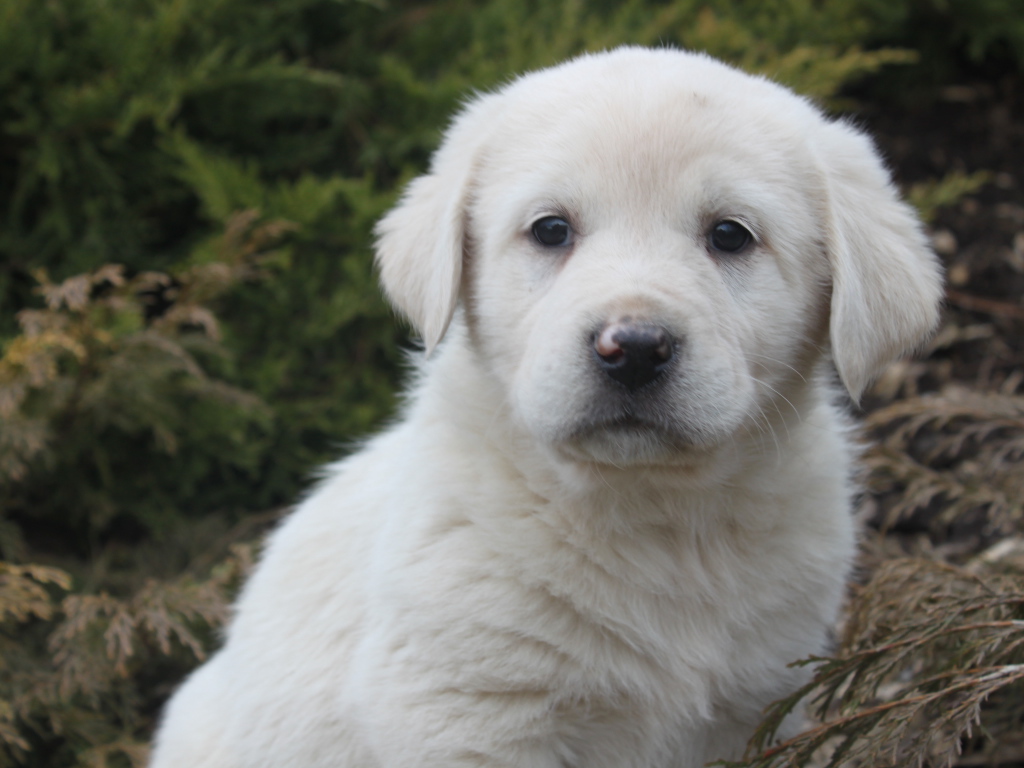 Щенок большой пиренейской собаки в кустарнике