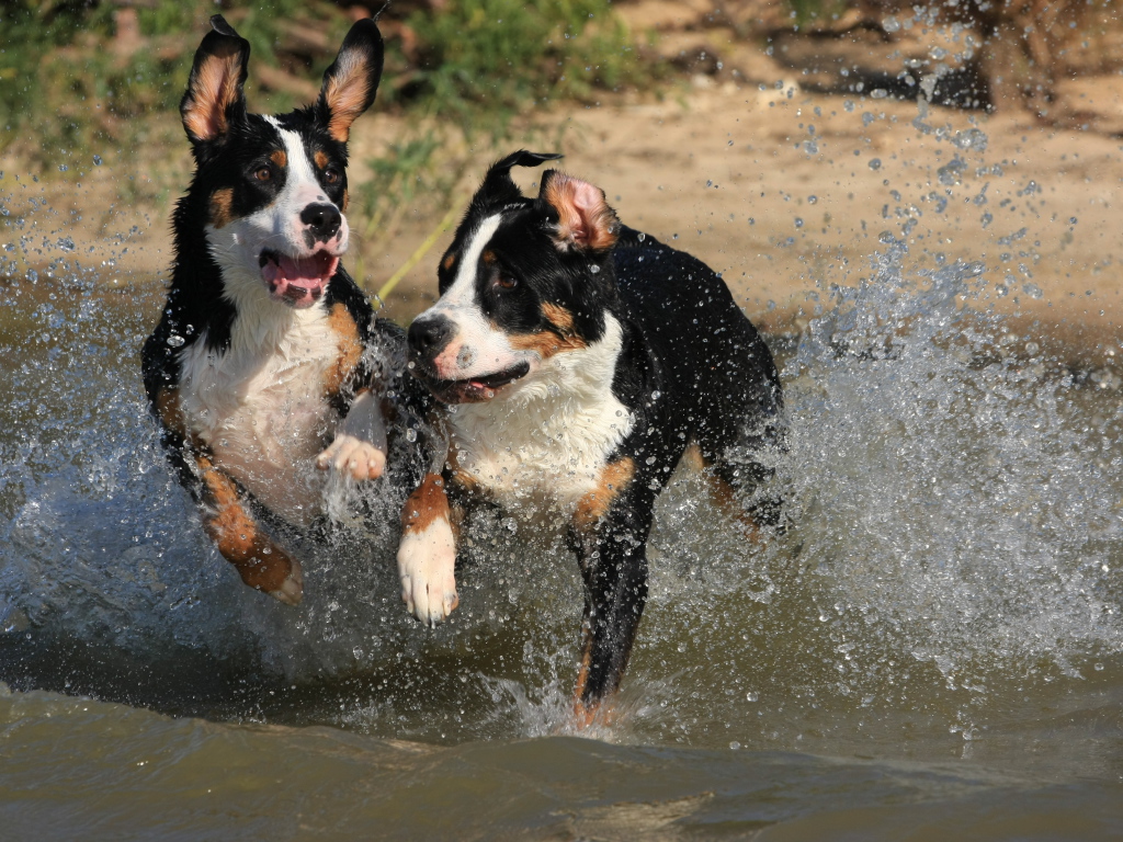 Щенки большого швейцарского зенненхунда бегут по воде