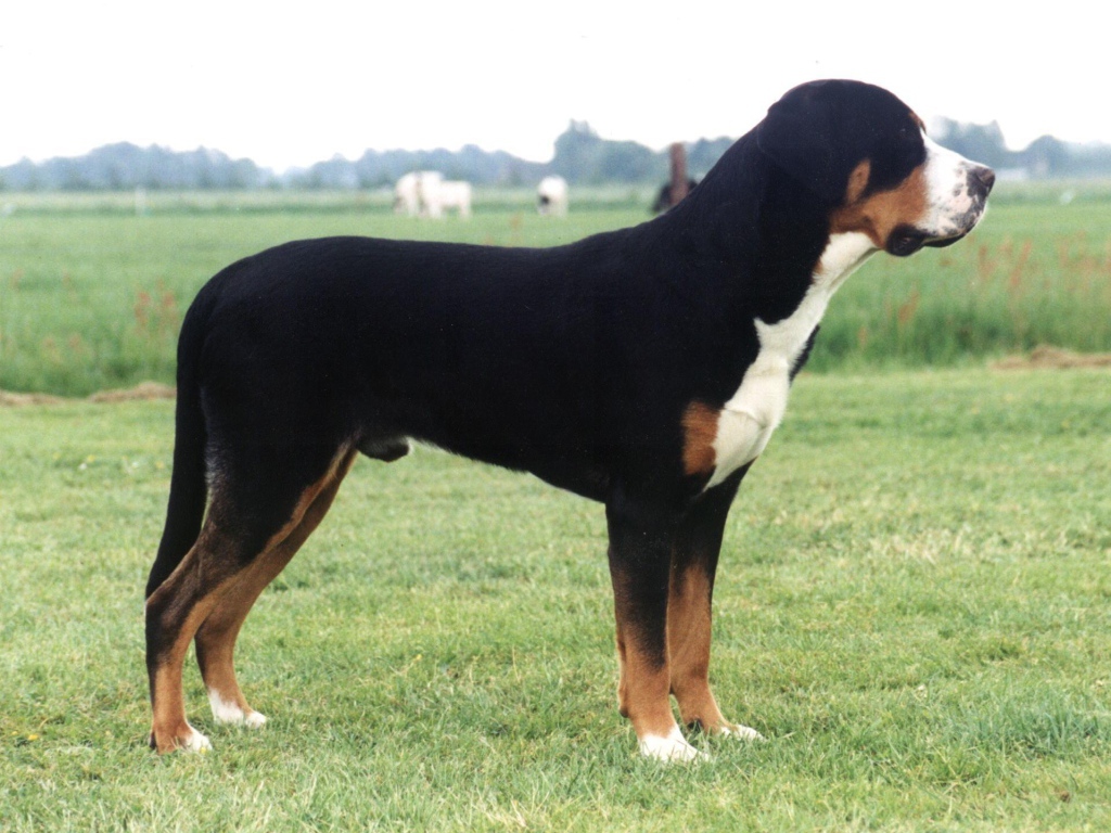 Большой швейцарский зенненхунд в поле