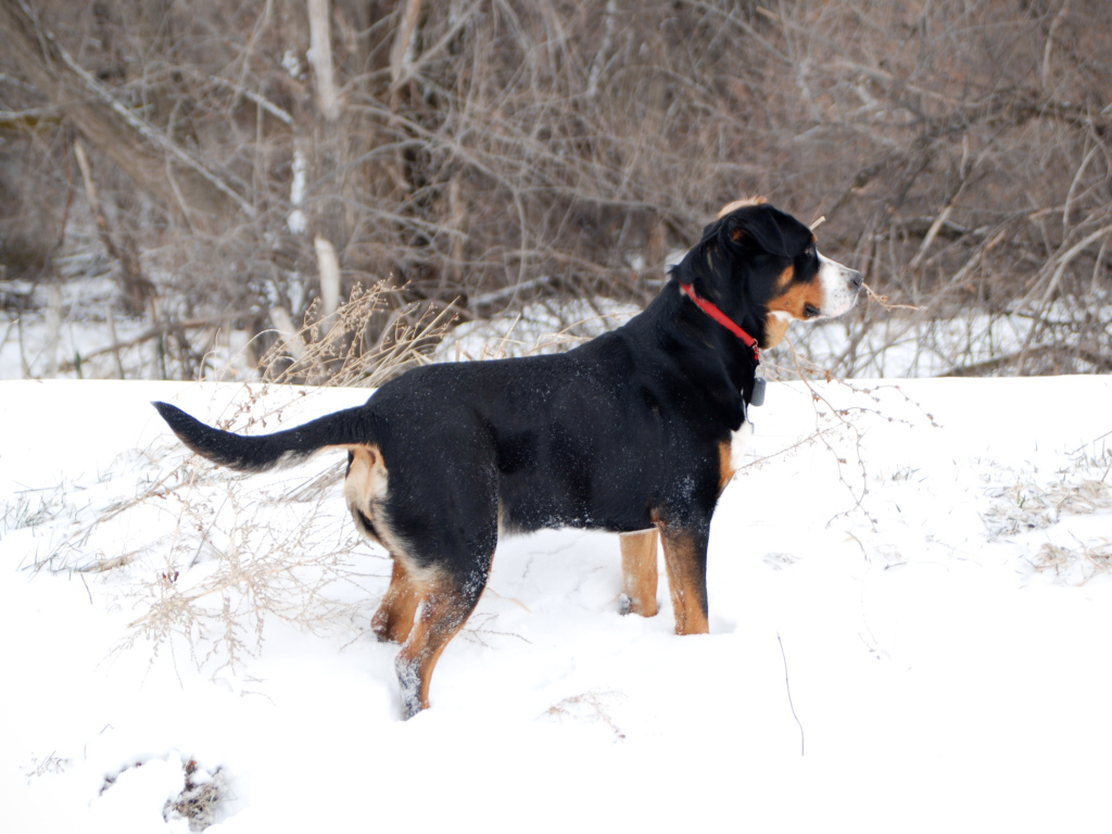 Большой швейцарский зенненхунд зимой