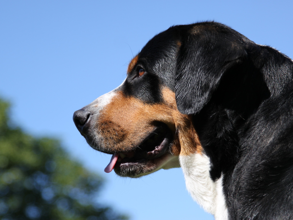 Большой швейцарский зенненхунд на фоне неба