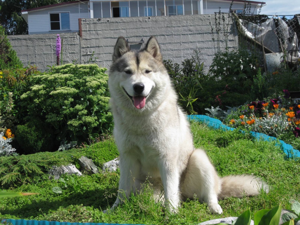 Счастливый аляскинский маламут на хуторе