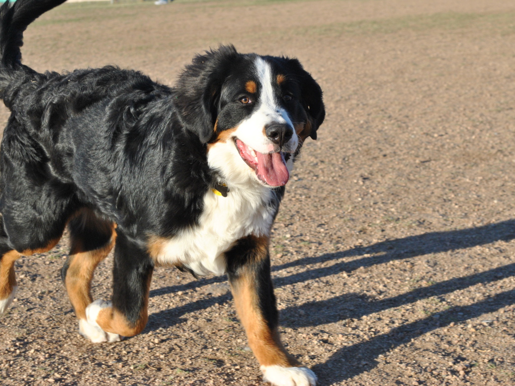 Счастливая бернская пастушья собака