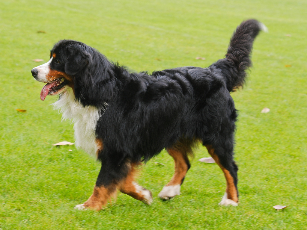 Happy Bernese Mountain Dog running on the lawn
