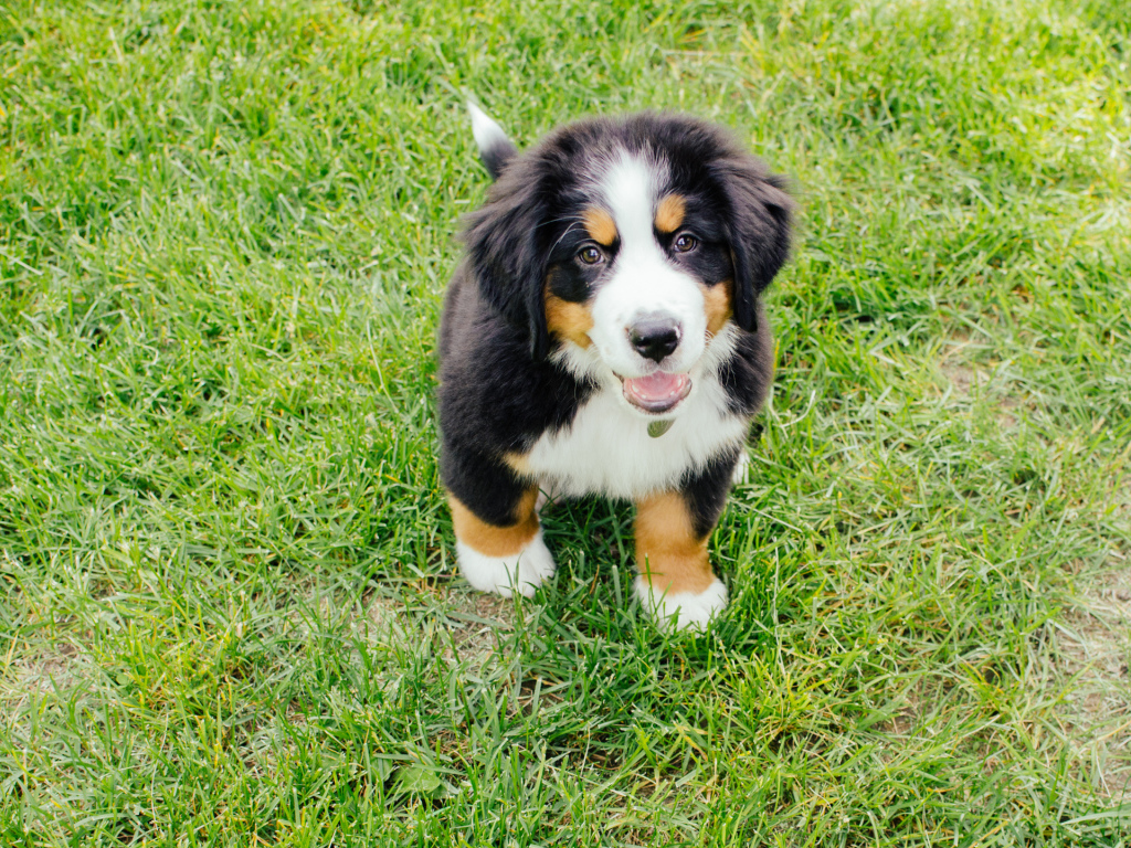 Счастливый щенок бернской пастушьей собаки смотрит на фотографа
