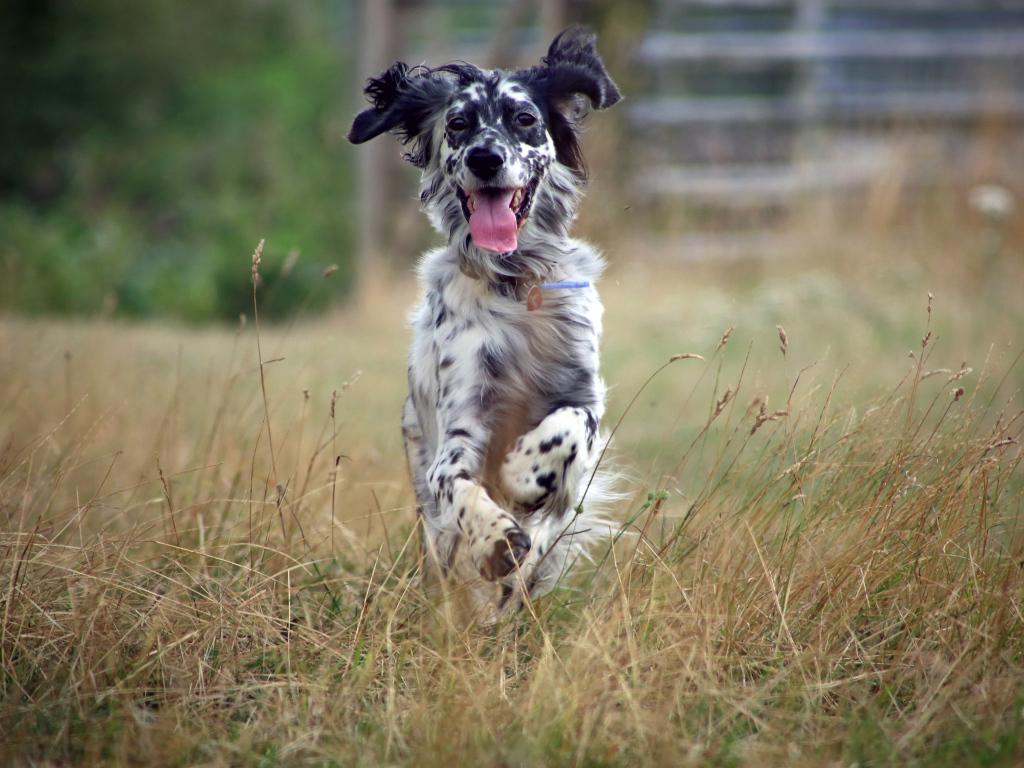 Счастливый английский сеттер бежит по полю