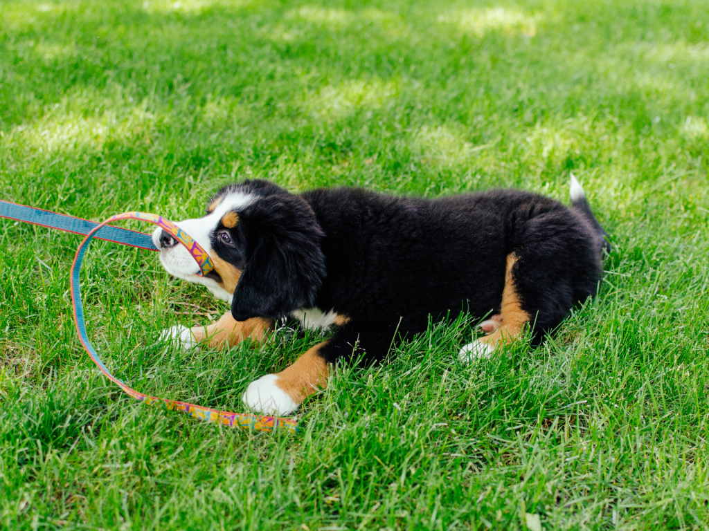 Счастливый щенок бернской пастушьей собаки отбирает поводок