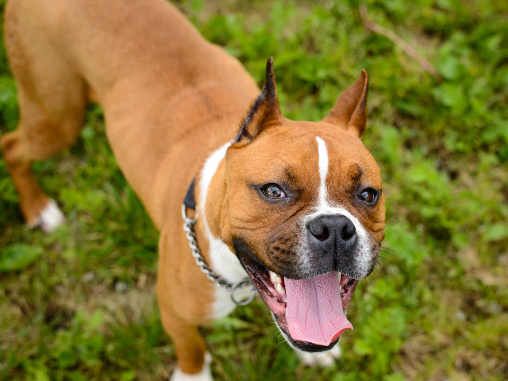 Счастливый боксёр любит фотографироваться