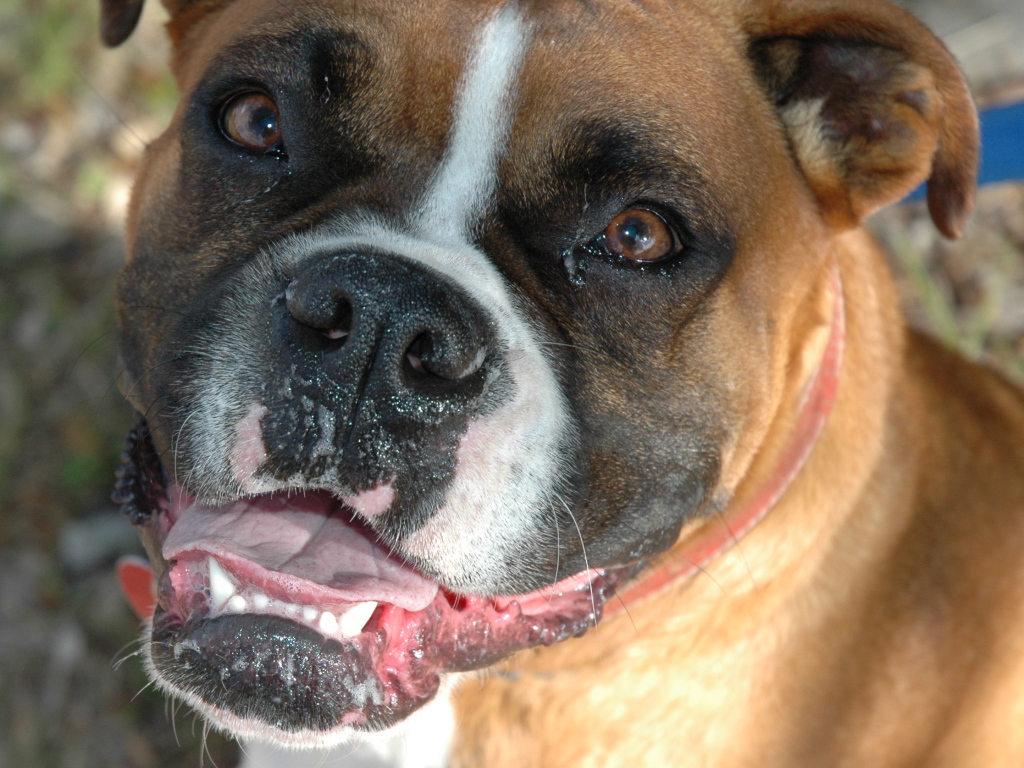 Счастливый боксёр смотрит на фотографа