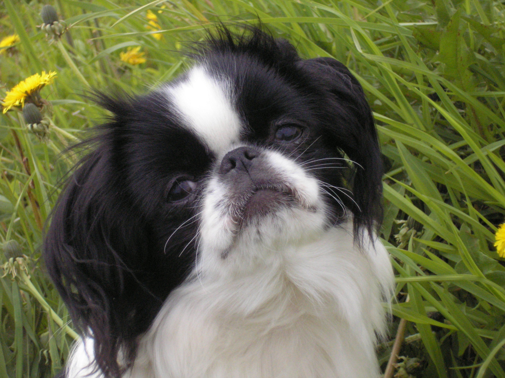 Japanese Chin in the grass