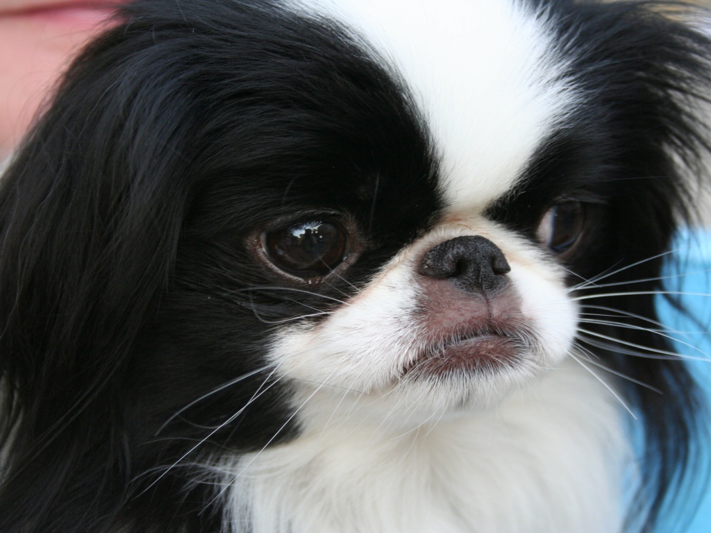 Японский хин крупным планом