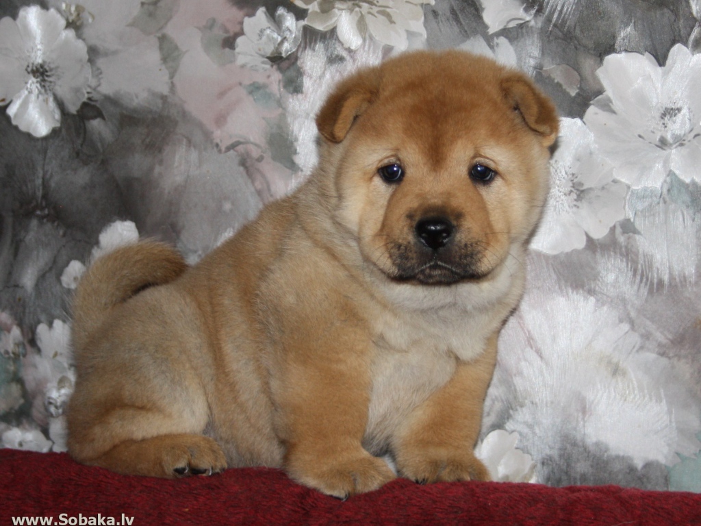 Маленький чау-чау