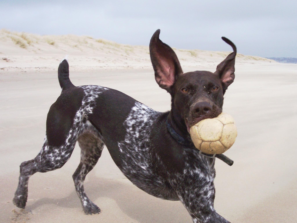 Пойнтер играет с мячом