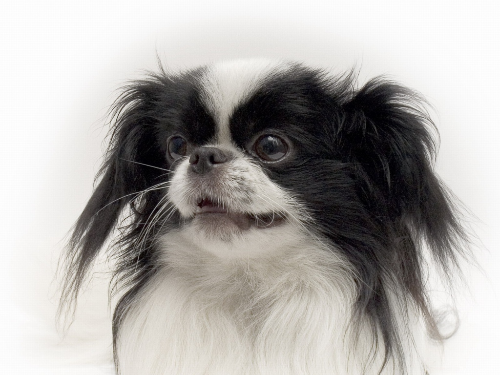 Портрет японского хина