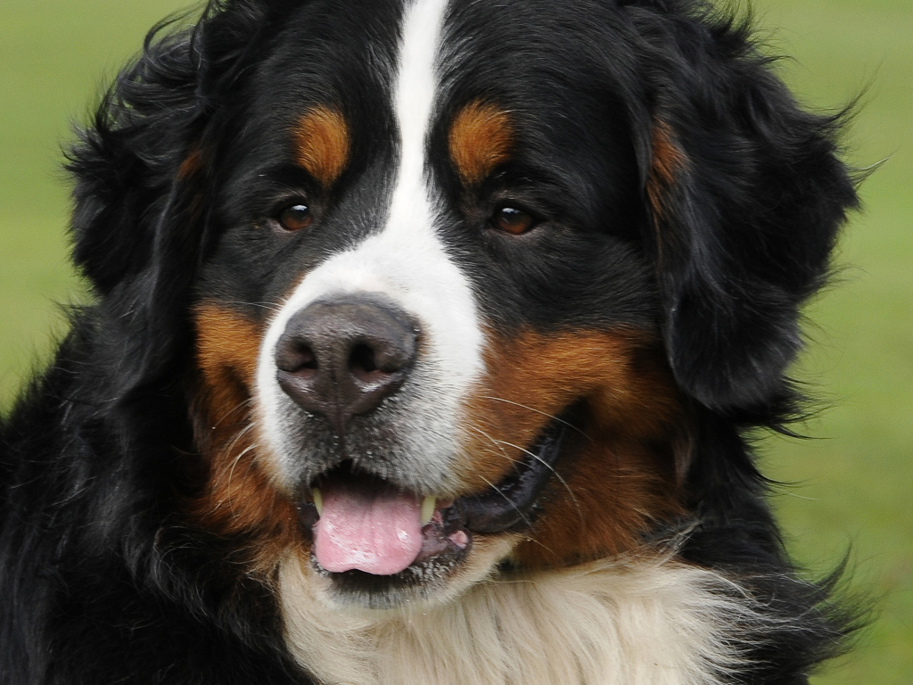 Portrait of a beautiful Bernese Mountain dog on grass background