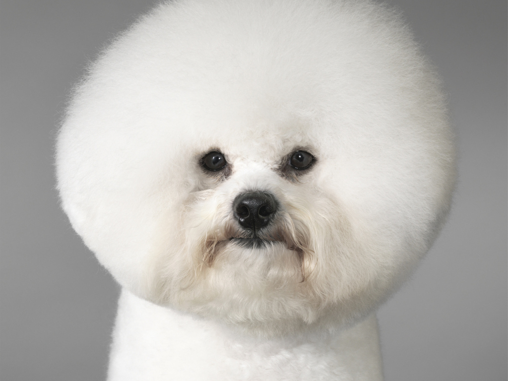 Портрет собаки породы бишон-фриз
