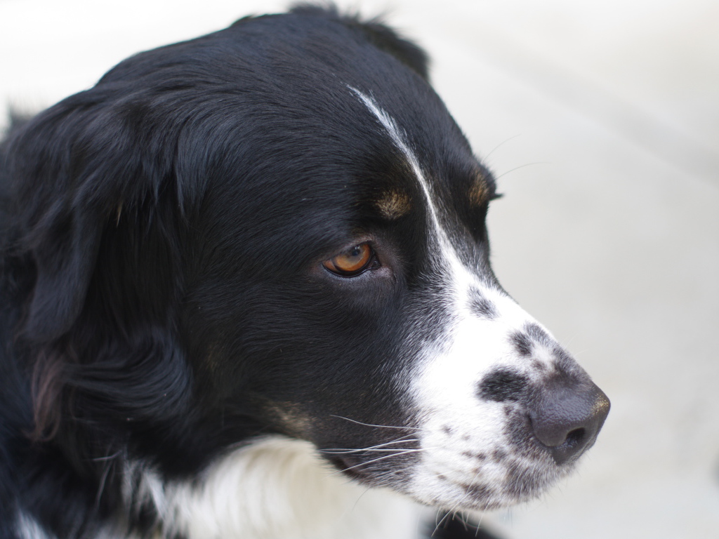 Портрет серьёзной бернской пастушьей собаки