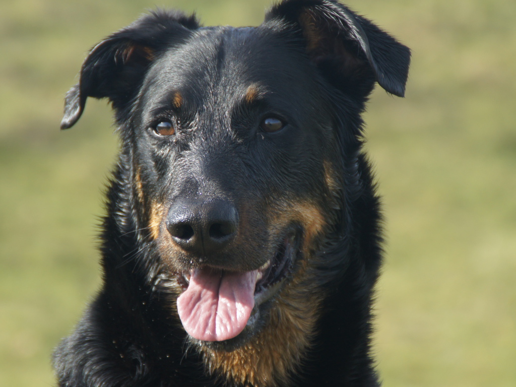 Портрет взрослого мокрого босерона