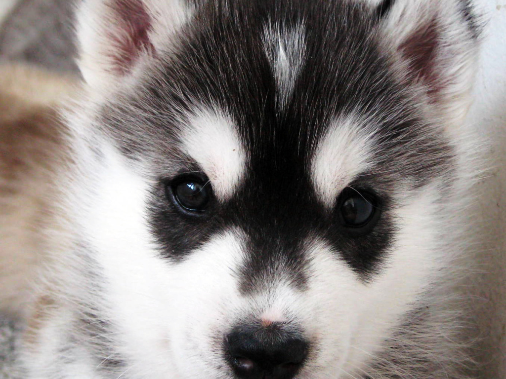 Щенок Сибирский хаски крупным планом
