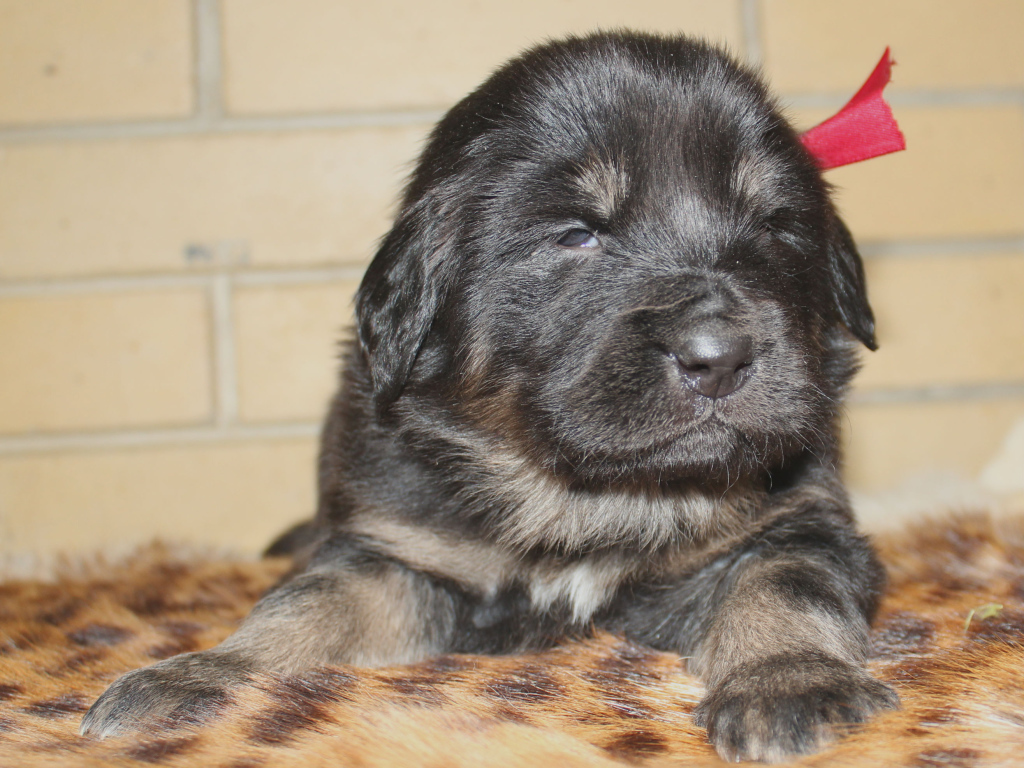 Щенок девочка тибетского мастифа