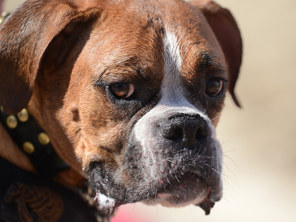 Грустный боксёр что-то увидел