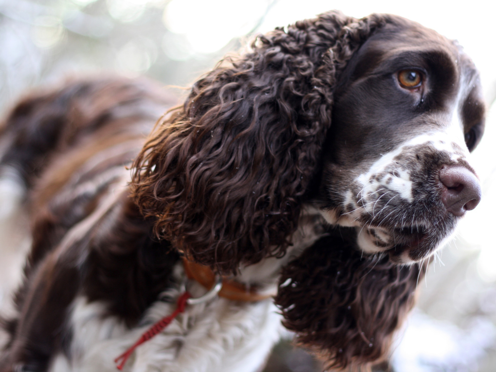Грустный английский спрингер-спаниель