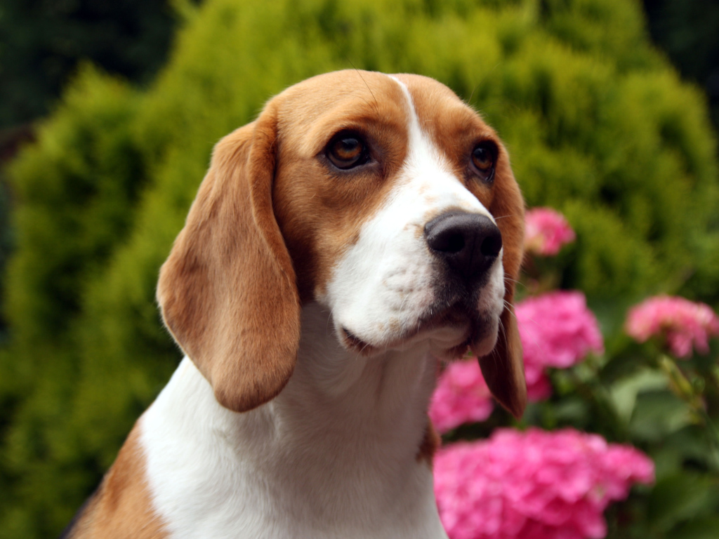 Грустная собака породы бигль на фоне цветов