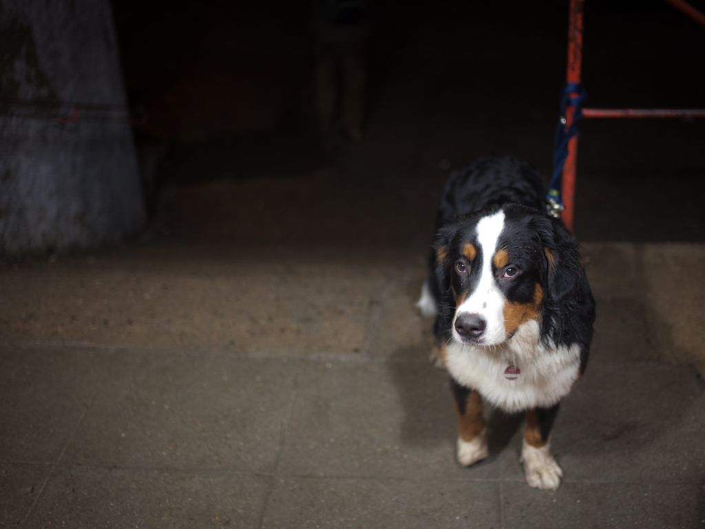 Грустный щенок бернской пастушьей собаки